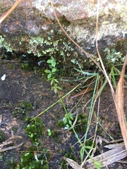 Monopsis stellarioides