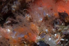 Thyone aurea