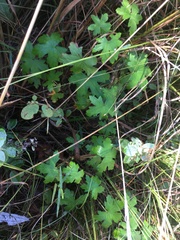 Geranium flanaganii