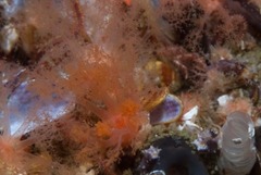 Thyone aurea