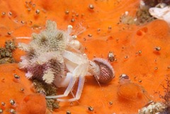 Anapagurus hendersoni