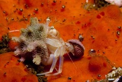 Anapagurus hendersoni