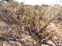 Marasmodes fasciculata