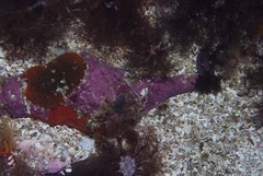 Africofusus ocelliferus