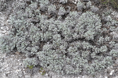 Artemisia hololeuca