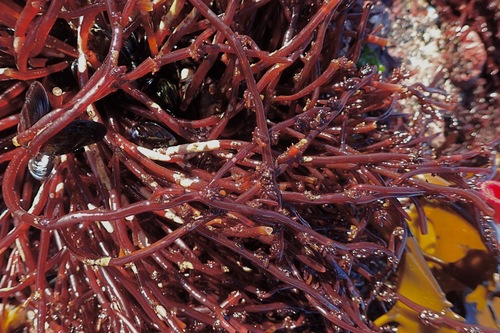 Earthworm Champia (Champia lumbricalis)