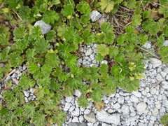 Alchemilla orbiculata