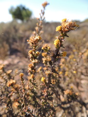 Marasmodes fasciculata