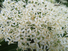 Cornus controversa