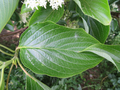 Cornus controversa