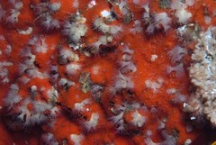 Parazoanthus capensis