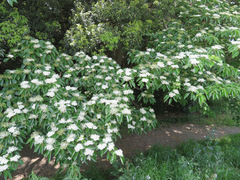 Cornus controversa