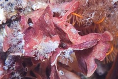 Flustra