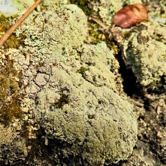 Dibaeis baeomyces image