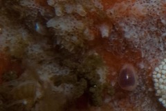 Gibberula dulcis