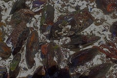 Choromytilus meridionalis