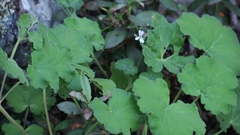 Pelargonium odoratissimum