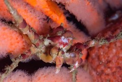 Achaeopsis spinulosa