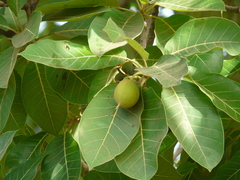 Madhuca longifolia latifolia