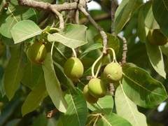 Madhuca longifolia latifolia