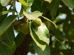 Madhuca longifolia latifolia