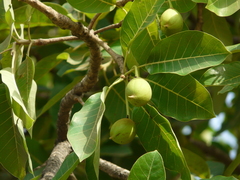 Madhuca longifolia latifolia