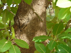 Madhuca longifolia latifolia