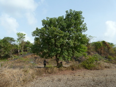 Madhuca longifolia latifolia