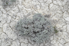 Artemisia hololeuca