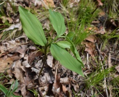 Polygonatum involucratum