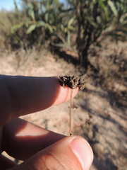 Lichtensteinia obscura