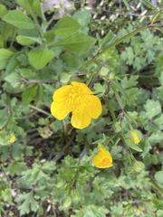 Ranunculus bulbosus aleae