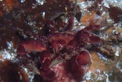 Achaeopsis spinulosa