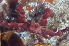 Achaeopsis spinulosa