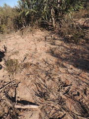 Lichtensteinia obscura