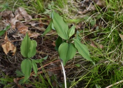Polygonatum involucratum