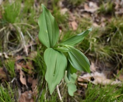 Polygonatum involucratum