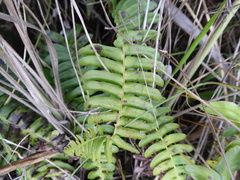 Blechnum cordatum