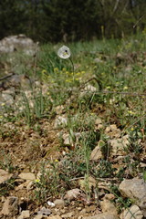 Papaver albiflorum