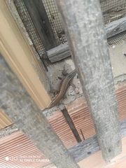 Anatololacerta pelasgiana