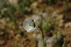 Papaver albiflorum