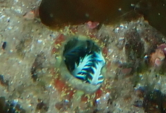 Pyuridae