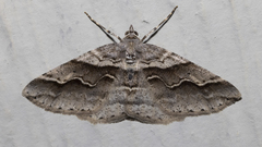 Syneora cheleuta