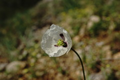 Papaver albiflorum