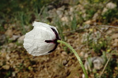 Papaver albiflorum