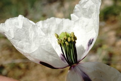 Papaver albiflorum