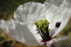 Papaver albiflorum