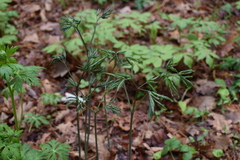 Caulophyllum robustum