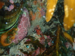Pyuridae