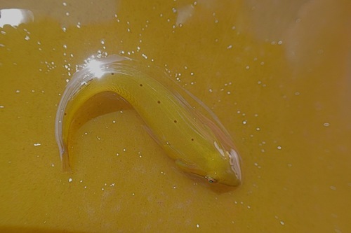 Kelp holdfast klipfish (Eckloniaichthys scylliorhiniceps) — Gobiesocidae — 3